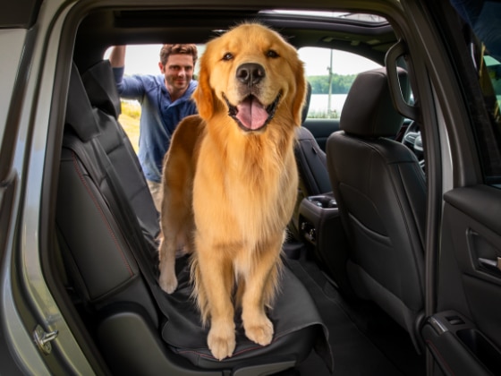 Pet-Friendly Seat & Door Covers